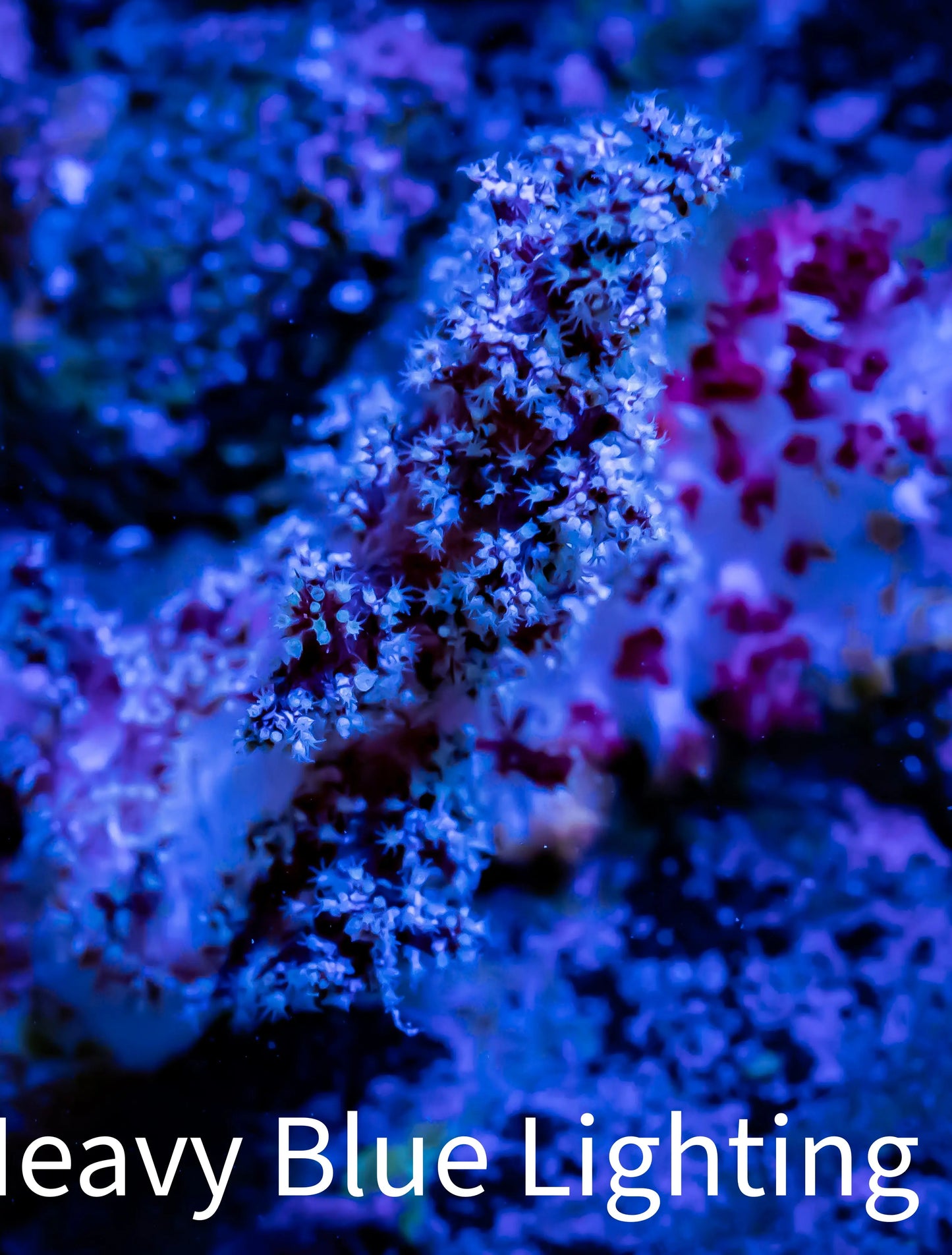Soft Coral- Debdronephthya Coral - WYSIWYG 6cm Soft Coral- Debdronephthya Coral - WYSIWYG 6cm Soft Coral Soft Coral- Debdronephthya Coral - WYSIWYG 6cm Zeo Box Reef