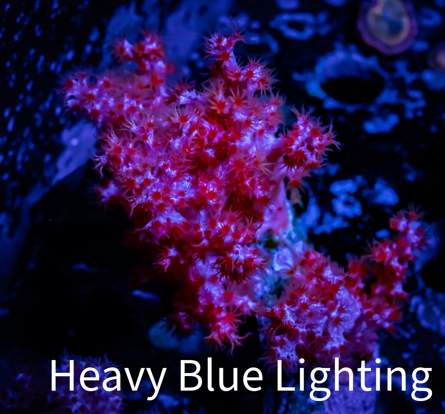 Soft Coral- Debdronephthya Coral - WYSIWYG 7cm Soft Coral- Debdronephthya Coral - WYSIWYG 7cm Soft Coral Soft Coral- Debdronephthya Coral - WYSIWYG 7cm Zeo Box Reef