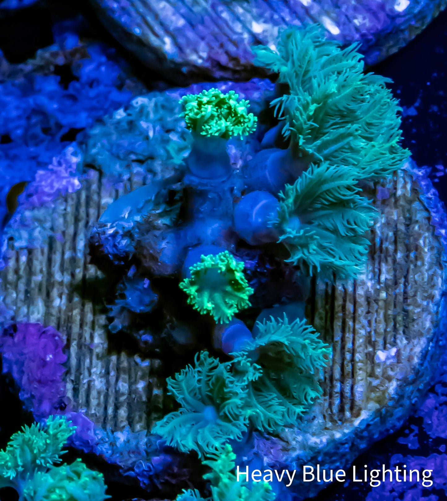 Soft Coral- Green Clove Polyps Frag Soft Coral- Green Clove Polyps Frag Soft Coral Soft Coral- Green Clove Polyps Frag Zeo Box Reef