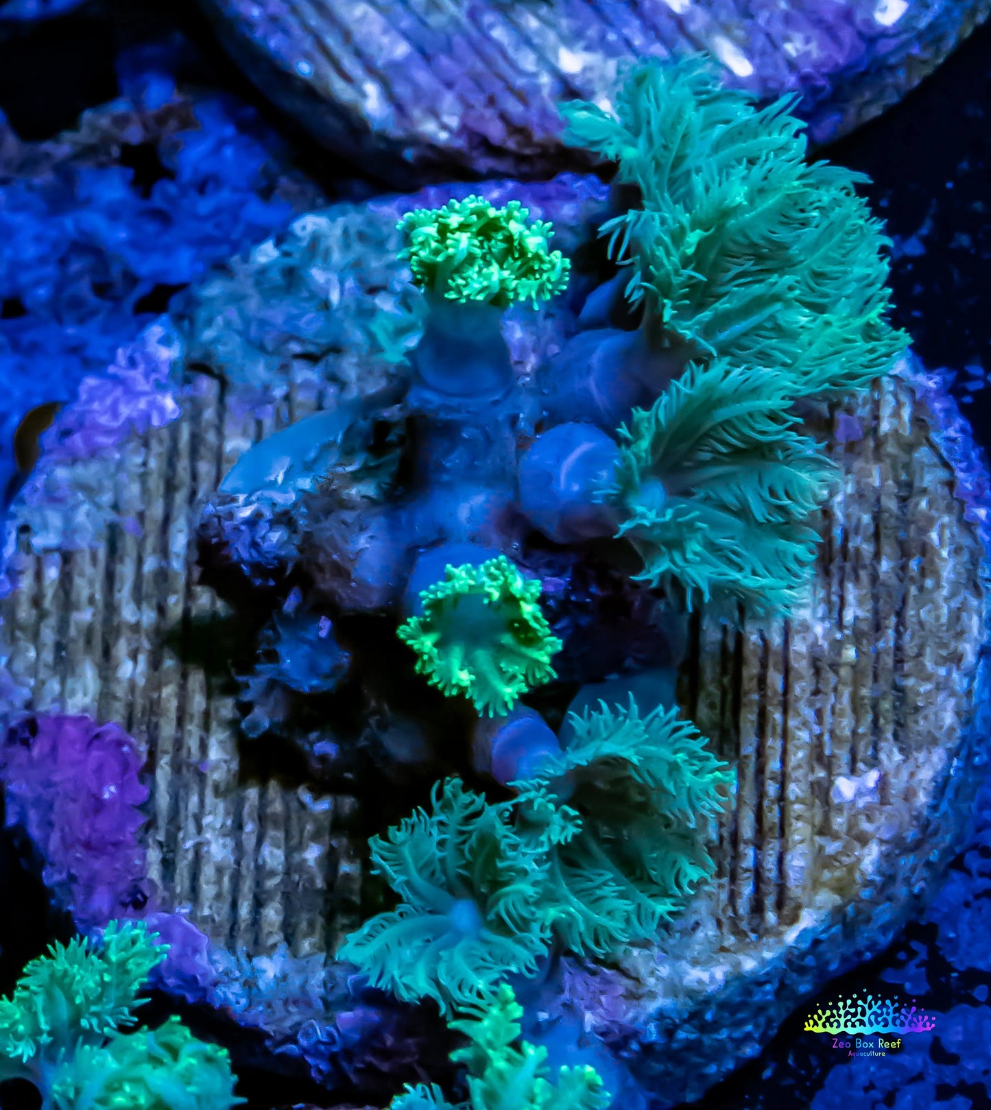 Soft Coral- Green Clove Polyps Frag Soft Coral- Green Clove Polyps Frag Soft Coral Soft Coral- Green Clove Polyps Frag Zeo Box Reef
