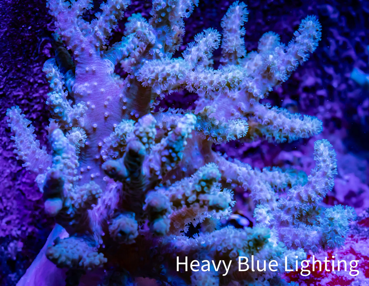 Soft Coral- Leather Coral - Sinularia - 12cm WYSIWYG Soft Coral- Leather Coral - Sinularia - 12cm WYSIWYG Soft Coral Soft Coral- Leather Coral - Sinularia - 12cm WYSIWYG Zeo Box Reef