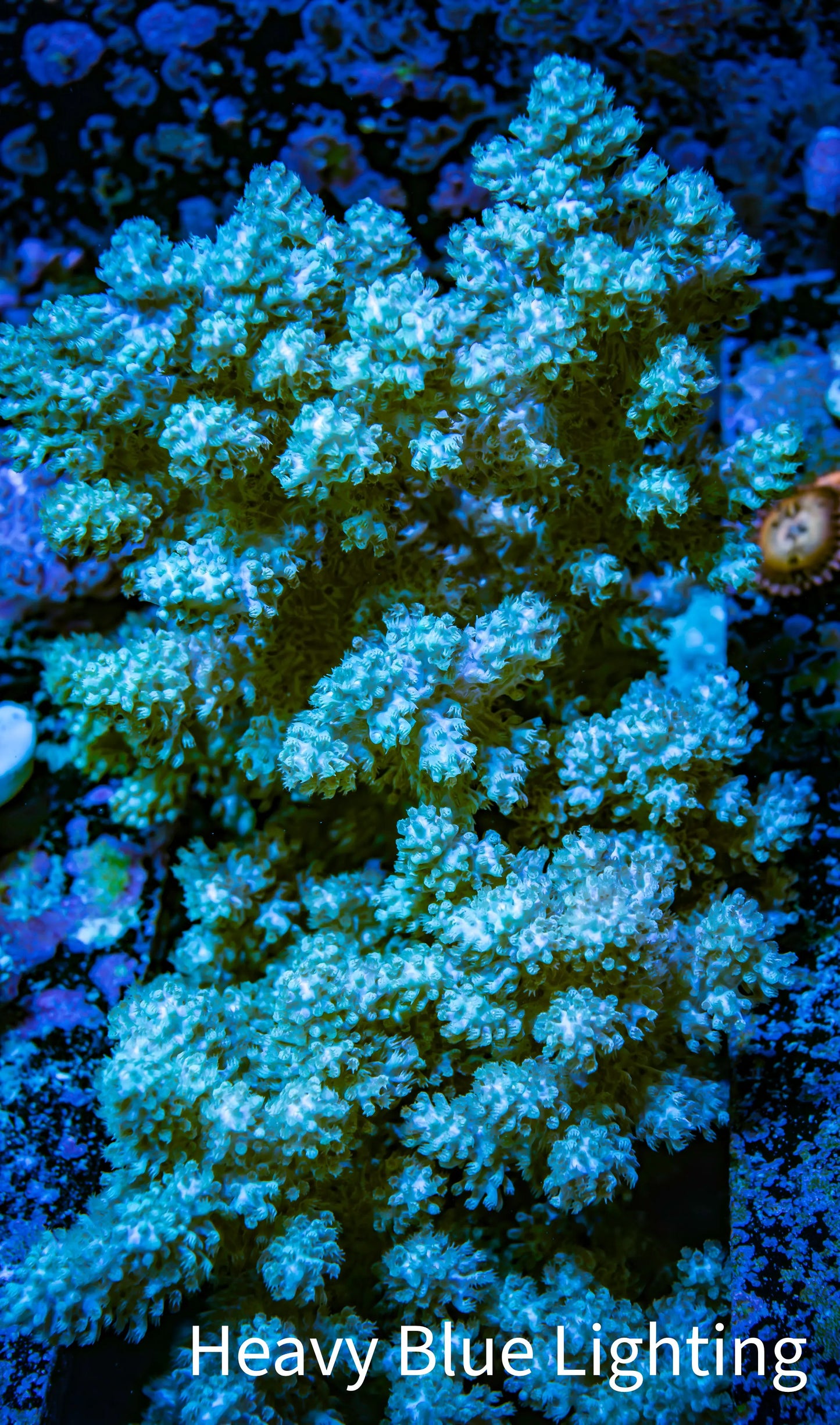 Soft Coral - Nepthea WYSIWYG - 13cm Soft Coral - Nepthea WYSIWYG - 13cm Soft Coral Soft Coral - Nepthea WYSIWYG - 13cm Zeo Box Reef