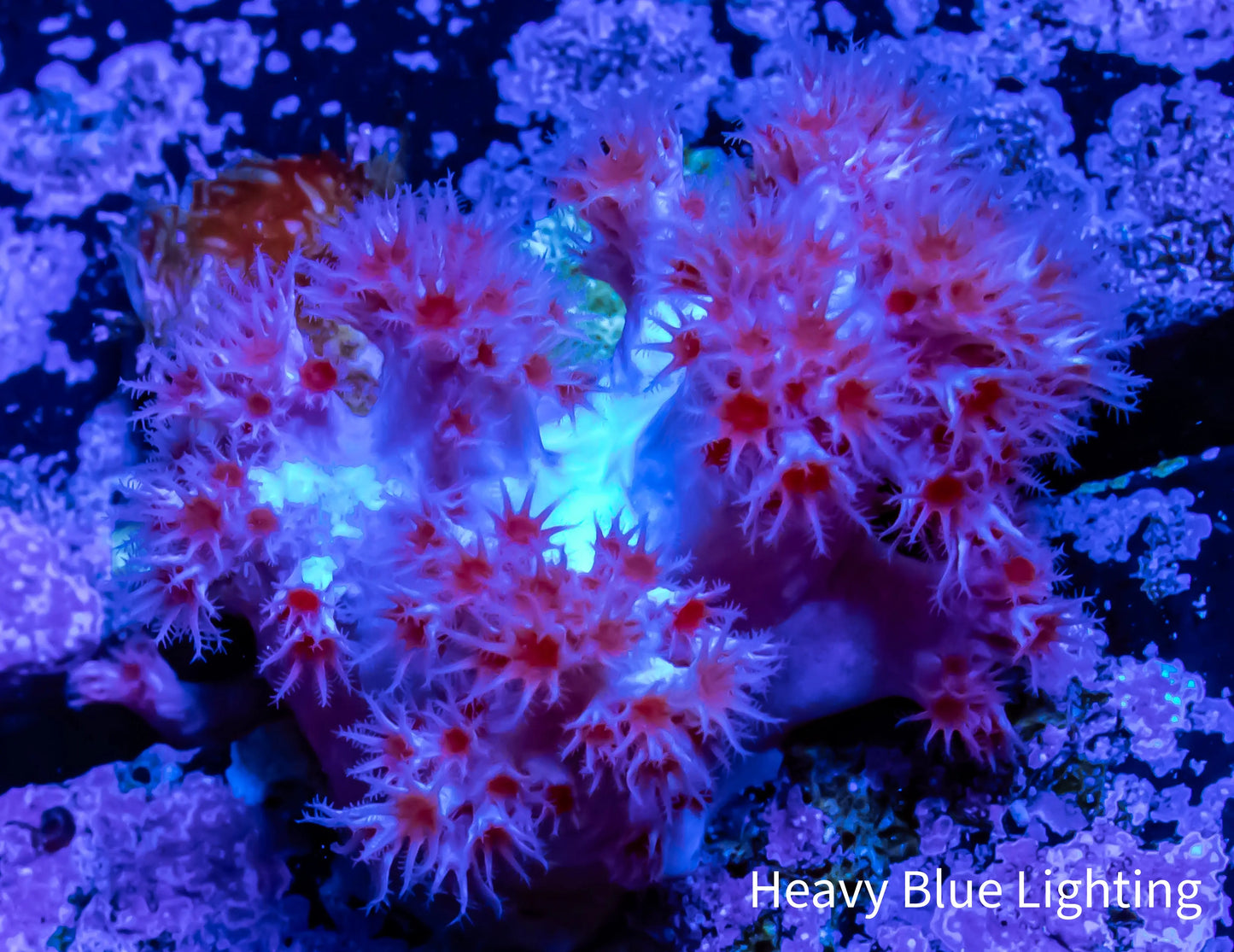 Soft Coral- Pink Debdronephthya Coral 1.5cm Soft Coral- Pink Debdronephthya Coral 1.5cm Soft Coral Soft Coral- Pink Debdronephthya Coral 1.5cm Zeo Box Reef