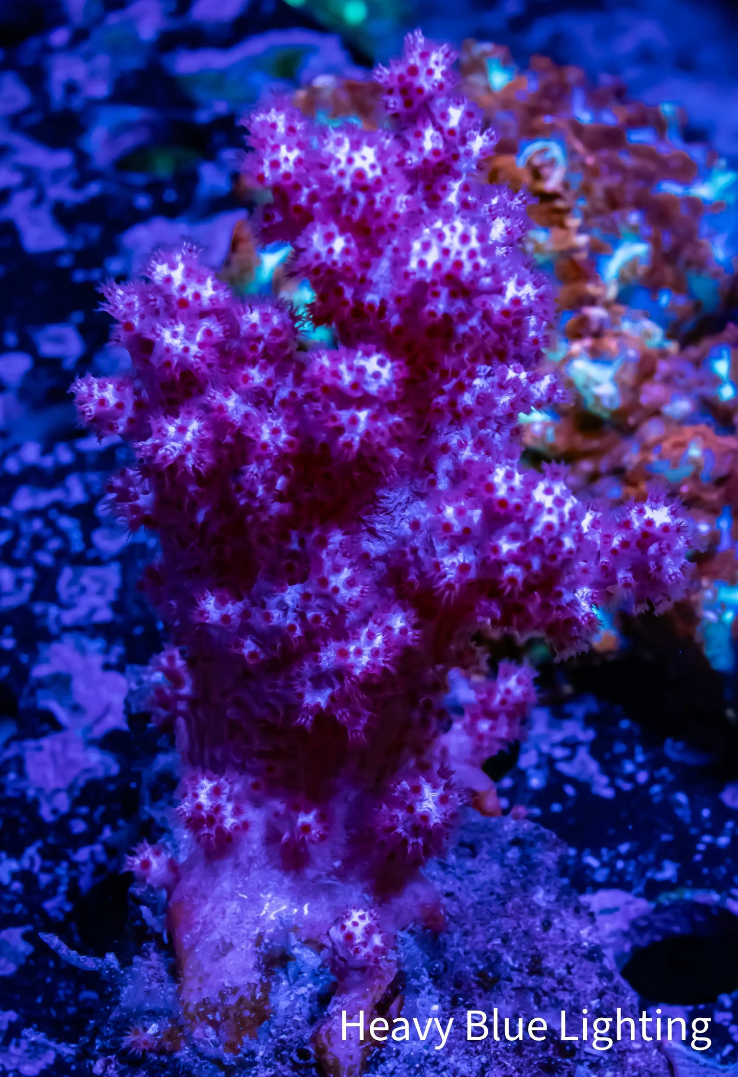 Soft Coral- Pink Debdronephthya Coral 5cm Soft Coral- Pink Debdronephthya Coral 5cm Soft Coral Soft Coral- Pink Debdronephthya Coral 5cm Zeo Box Reef