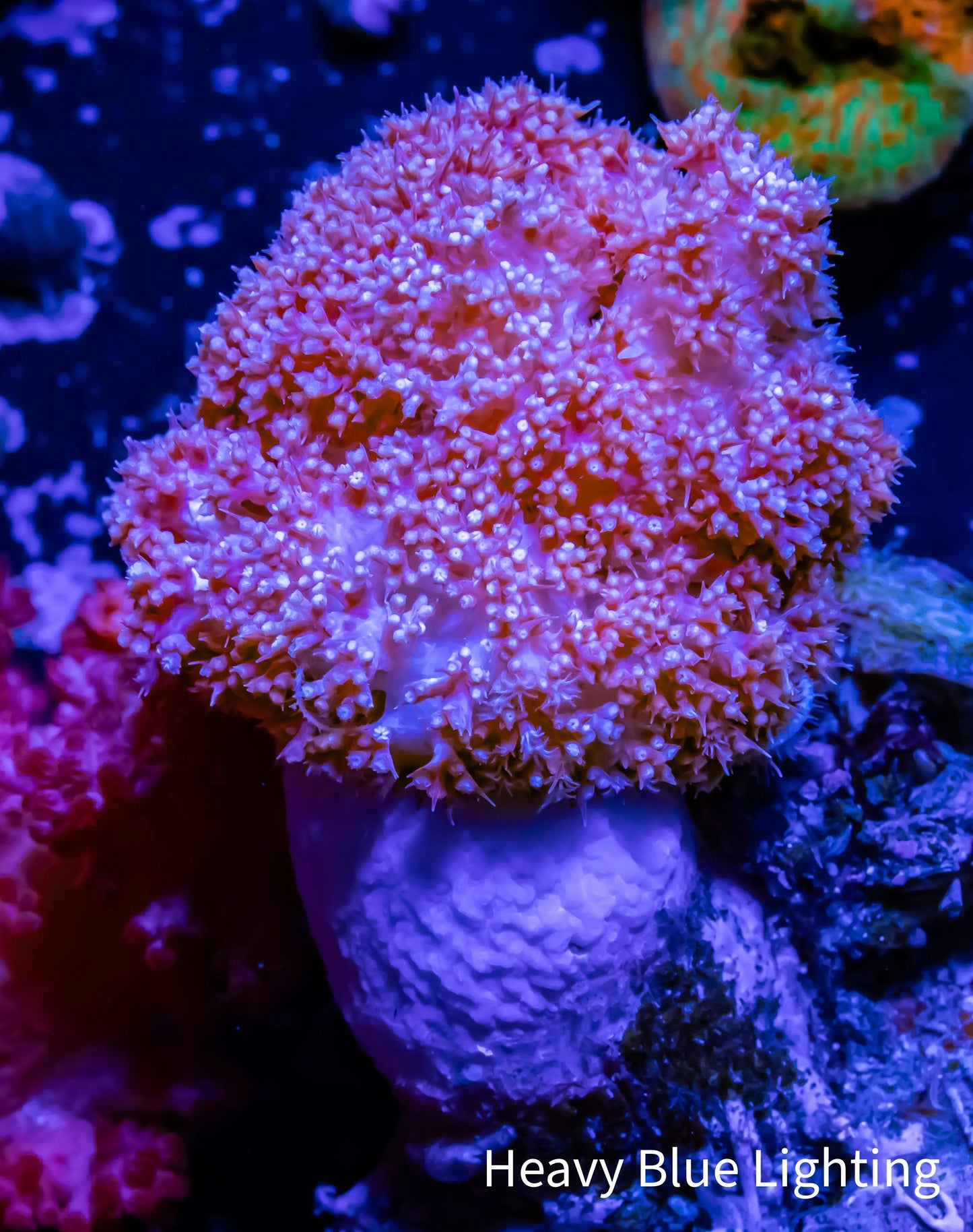 Soft Coral- Pink Debdronephthya Coral 8cm Soft Coral- Pink Debdronephthya Coral 8cm Soft Coral Soft Coral- Pink Debdronephthya Coral 8cm Zeo Box Reef