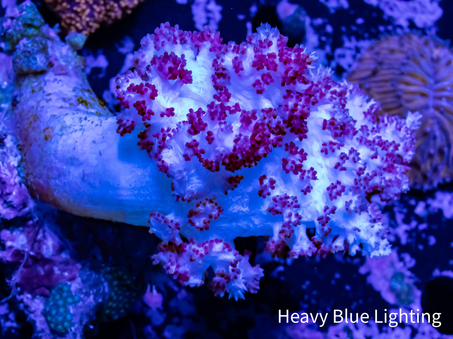 Soft Coral- Purple Debdronephthya Coral 12cm Soft Coral- Purple Debdronephthya Coral 12cm Soft Coral Soft Coral- Purple Debdronephthya Coral 12cm Zeo Box Reef
