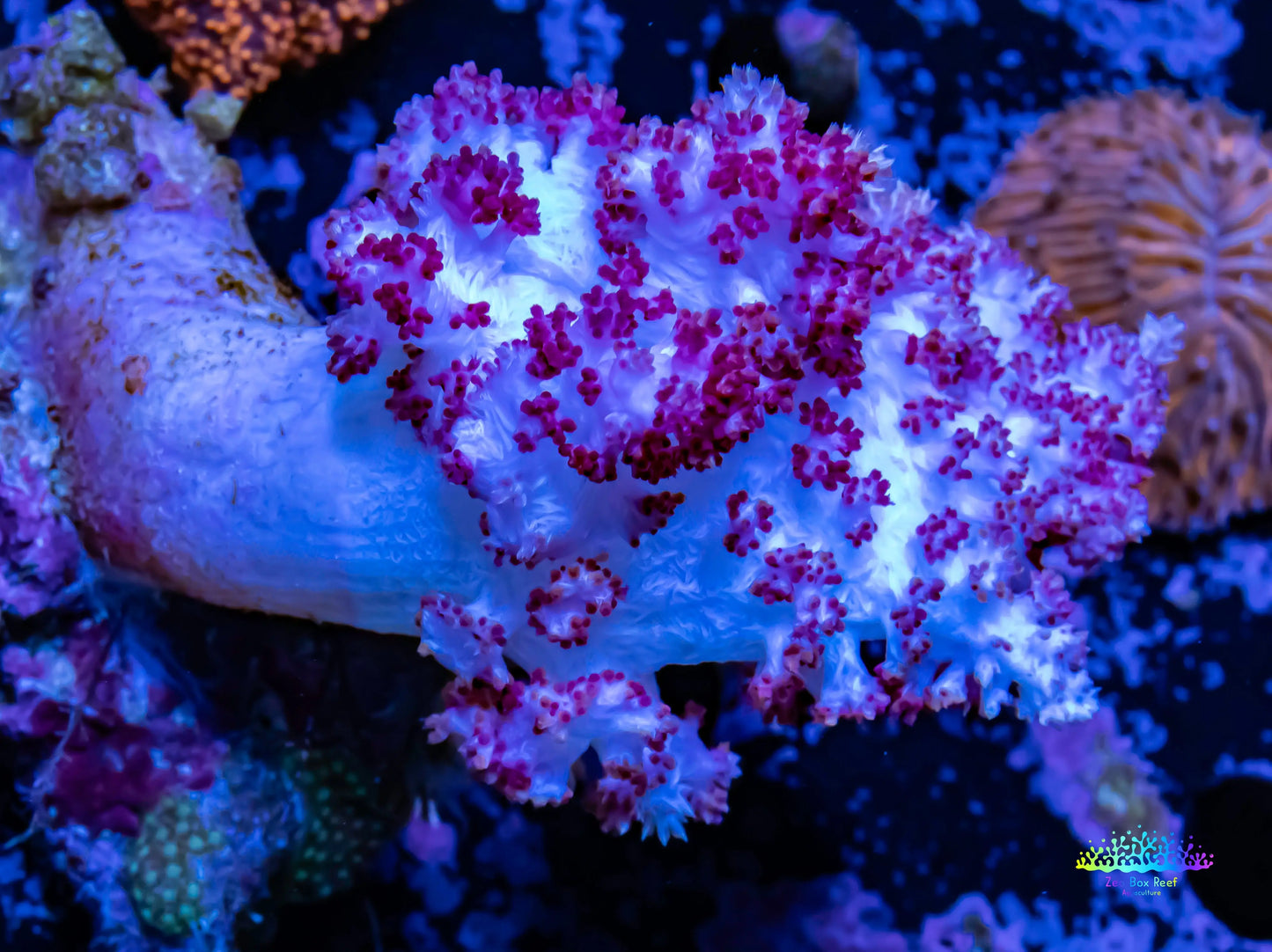 Soft Coral- Purple Debdronephthya Coral 12cm Soft Coral- Purple Debdronephthya Coral 12cm Soft Coral Soft Coral- Purple Debdronephthya Coral 12cm Zeo Box Reef