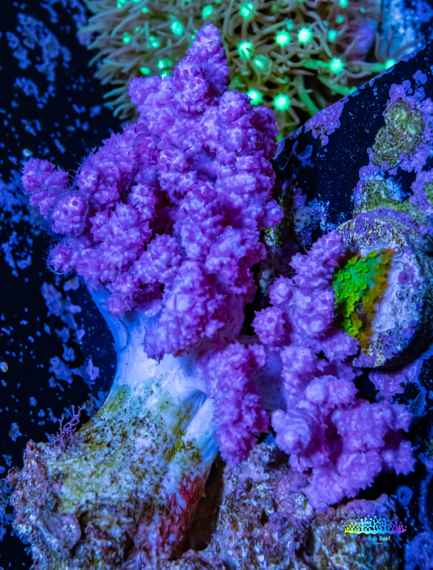 Soft Coral- Purple Dendronephthya Coral 4cm WYSIWYG Soft Coral- Purple Dendronephthya Coral 4cm WYSIWYG Soft Coral Soft Coral- Purple Dendronephthya Coral 4cm WYSIWYG Zeo Box Reef