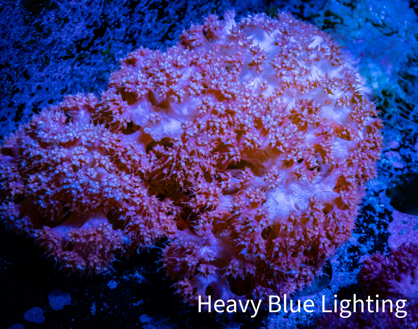 Soft Coral- Red Debdronephthya Coral 10cm WYSIWYG Soft Coral- Red Debdronephthya Coral 10cm WYSIWYG Soft Coral Soft Coral- Red Debdronephthya Coral 10cm WYSIWYG Zeo Box Reef
