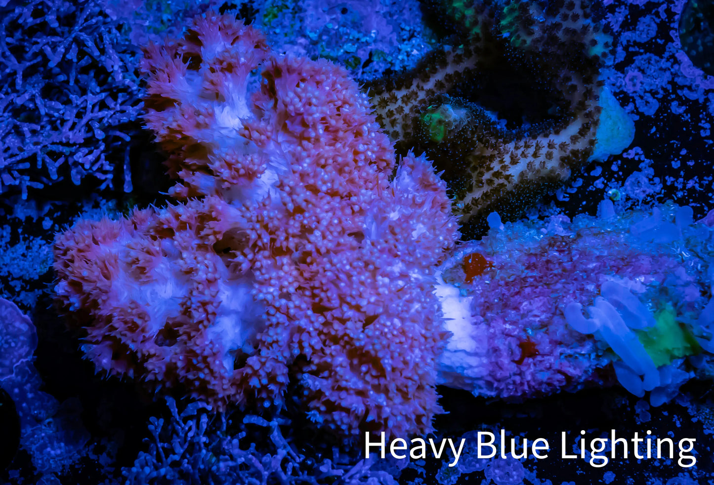 Soft Coral- Red Debdronephthya Coral 6cm WYSIWYG Soft Coral- Red Debdronephthya Coral 6cm WYSIWYG Soft Coral Soft Coral- Red Debdronephthya Coral 6cm WYSIWYG Zeo Box Reef