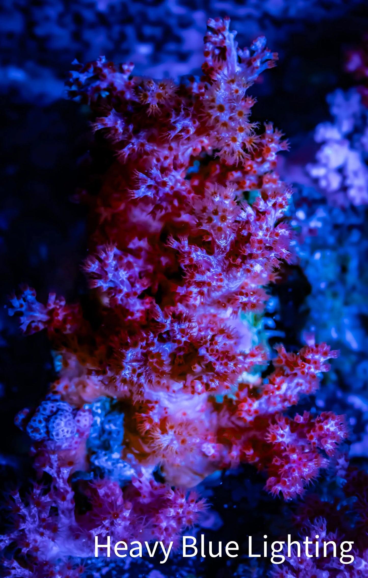 Soft Coral- Red Debdronephthya Coral 6cm Soft Coral- Red Debdronephthya Coral 6cm Soft Coral Soft Coral- Red Debdronephthya Coral 6cm Zeo Box Reef
