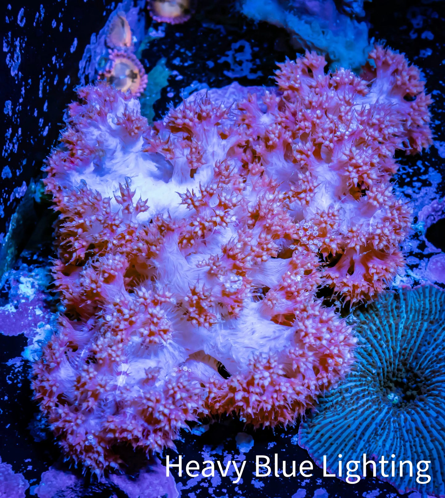 Soft Coral- Red Debdronephthya Coral 7cm WYSIWYG Soft Coral- Red Debdronephthya Coral 7cm WYSIWYG Soft Coral Soft Coral- Red Debdronephthya Coral 7cm WYSIWYG Zeo Box Reef