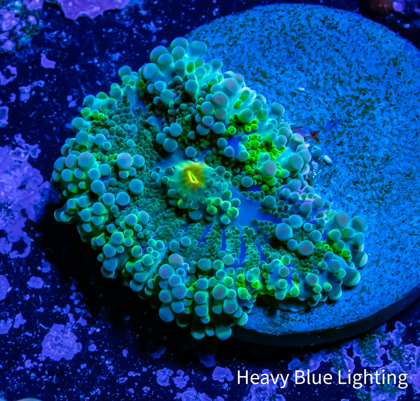 Soft Coral- Ricordea WYSIWYG 1.5cm Soft Coral- Ricordea WYSIWYG 1.5cm Soft Coral Soft Coral- Ricordea WYSIWYG 1.5cm Zeo Box Reef