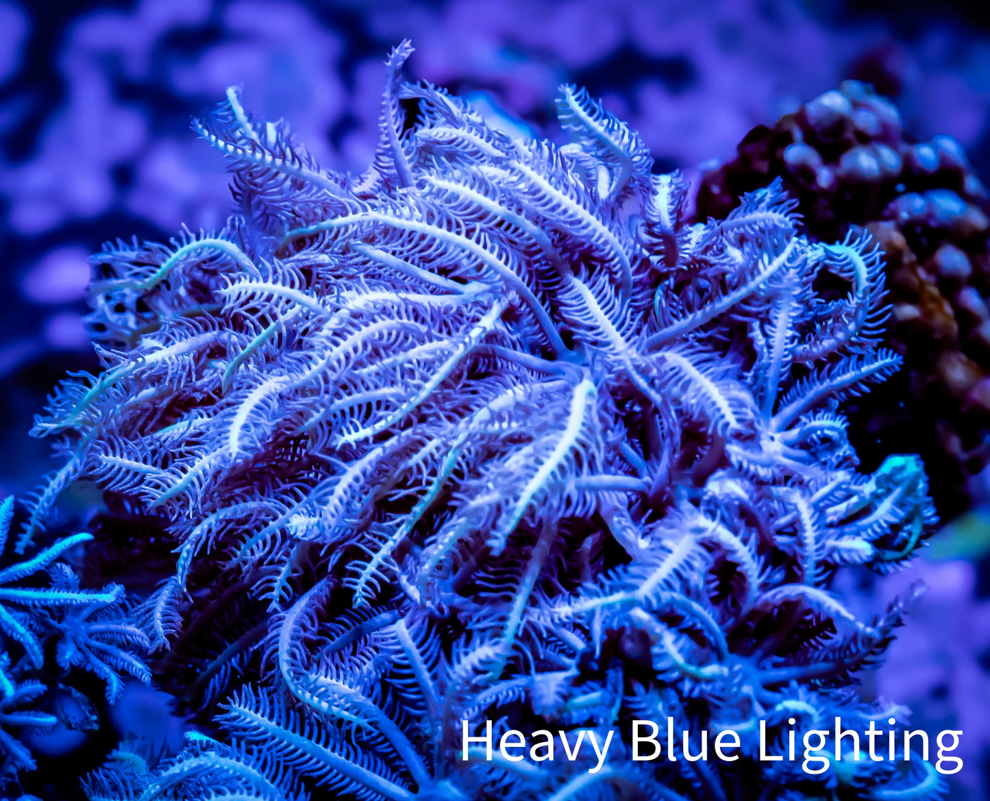 Soft Coral - Tubipora - Blue Pipe Organ Coral - Frag Soft Coral - Tubipora - Blue Pipe Organ Coral - Frag Soft Coral Soft Coral - Tubipora - Blue Pipe Organ Coral - Frag Zeo Box Reef