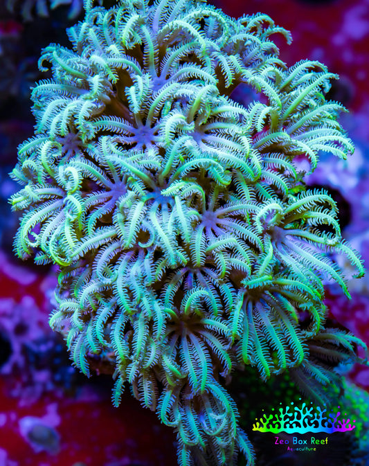 Soft Coral - Tubipora -  Pipe Organ Coral Frag Soft Coral - Tubipora -  Pipe Organ Coral Frag Soft Coral Soft Coral - Tubipora -  Pipe Organ Coral Frag Zeo Box Reef