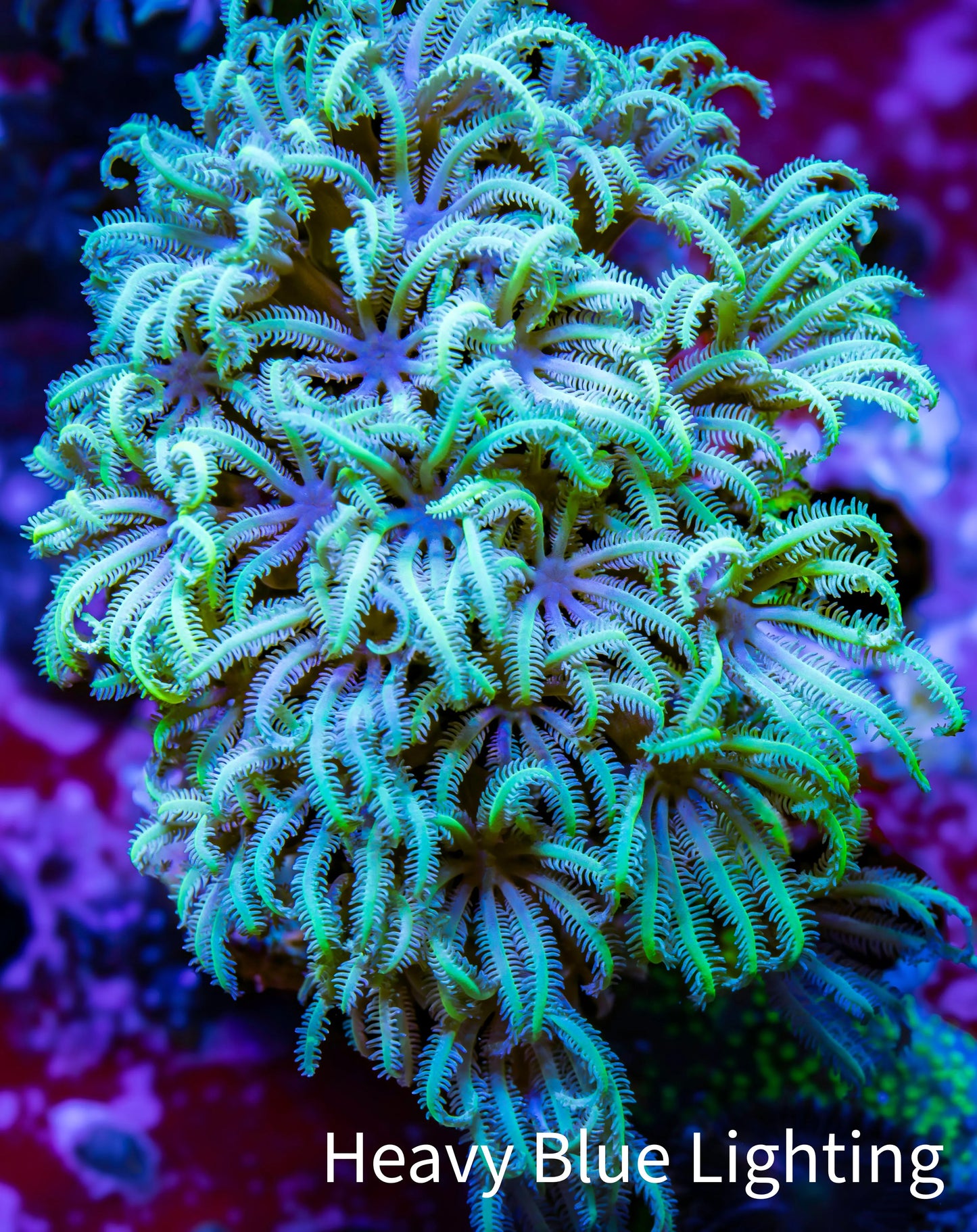 Soft Coral - Tubipora - Pipe Organ Coral Frag Soft Coral - Tubipora - Pipe Organ Coral Frag Soft Coral Soft Coral - Tubipora - Pipe Organ Coral Frag Zeo Box Reef