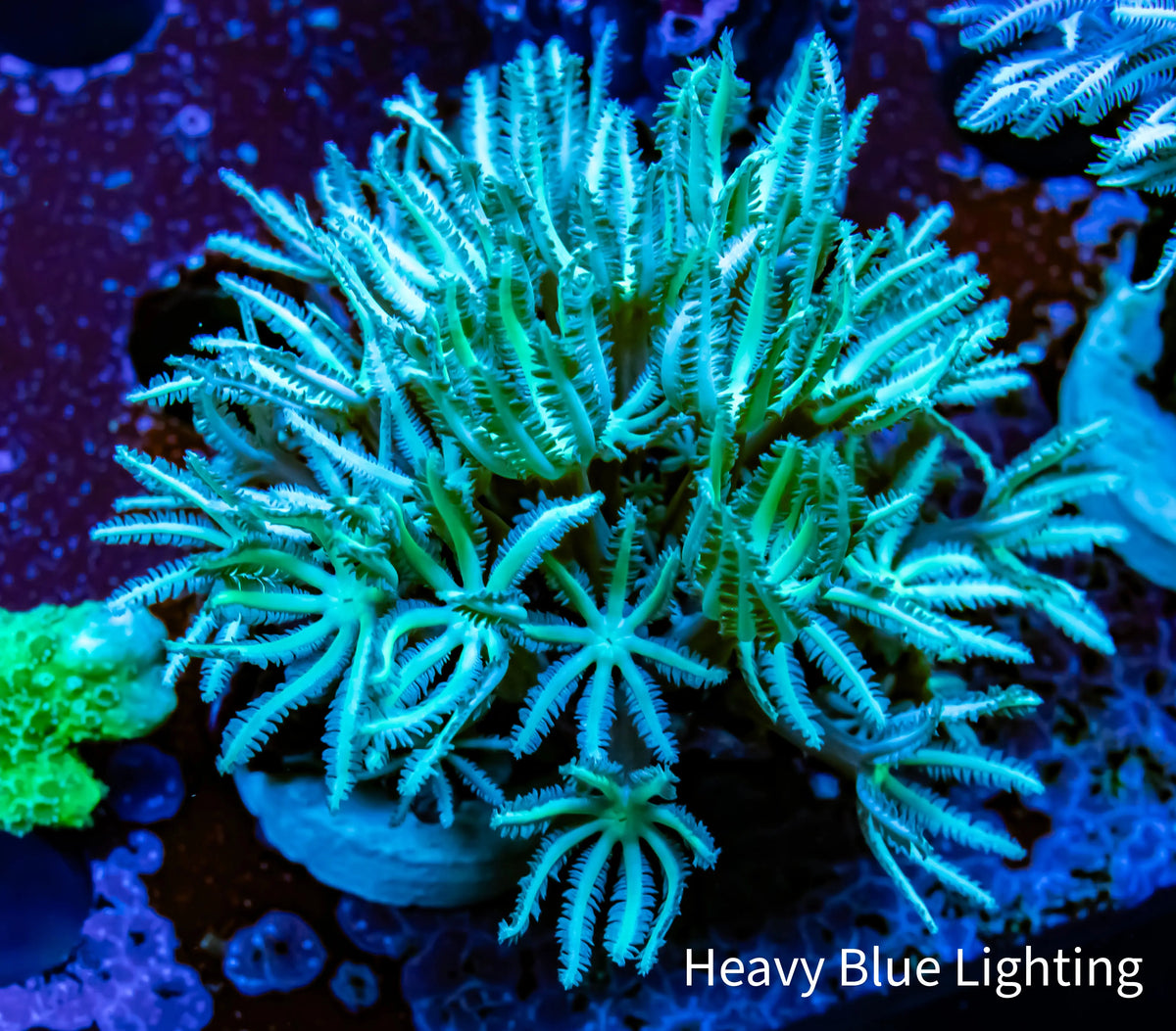 Soft Coral - Tubipora - Pipe Organ Coral Lime Green Frag Soft Coral - Tubipora - Pipe Organ Coral Lime Green Frag Soft Coral Soft Coral - Tubipora - Pipe Organ Coral Lime Green Frag Zeo Box Reef