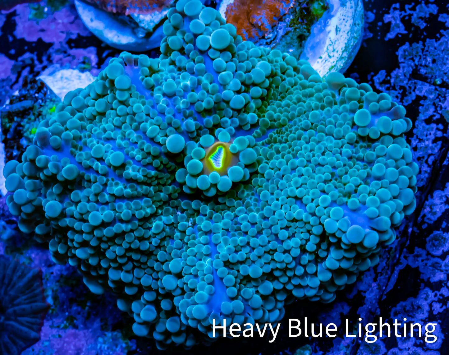 Soft Coral- Ultra Ricordea 4cm WYSIWYG Soft Coral- Ultra Ricordea 4cm WYSIWYG Soft Coral Soft Coral- Ultra Ricordea 4cm WYSIWYG Zeo Box Reef