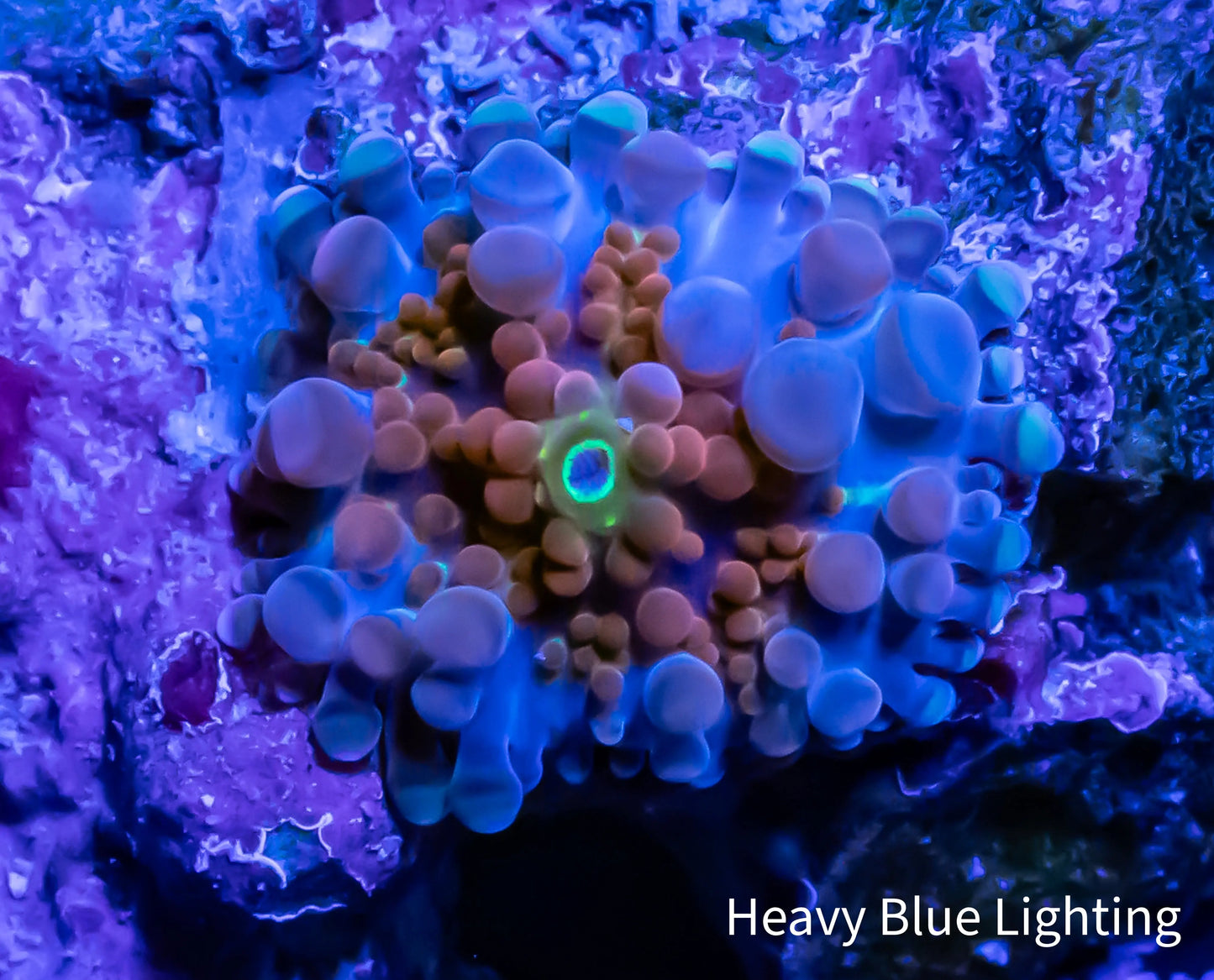 Soft Coral- Ultra Ricordea Pup WYSIWYG 1cm Soft Coral- Ultra Ricordea Pup WYSIWYG 1cm Soft Coral Soft Coral- Ultra Ricordea Pup WYSIWYG 1cm Zeo Box Reef