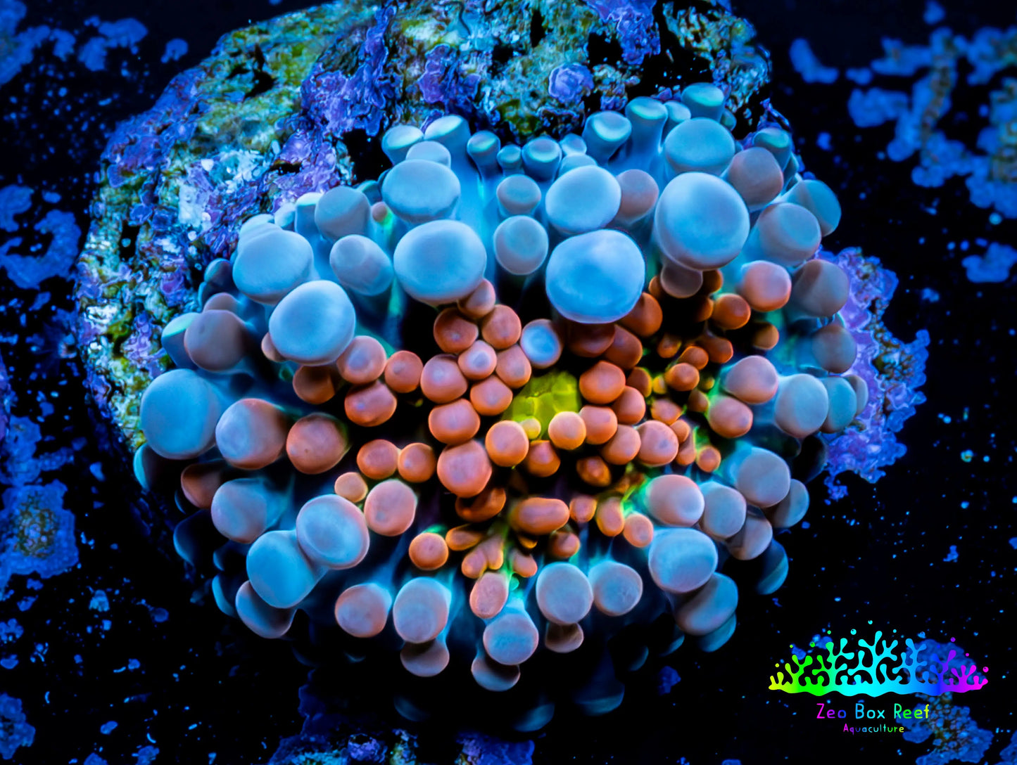 Soft Coral- Ultra Ricordea WYSIWYG 1cm Soft Coral- Ultra Ricordea WYSIWYG 1cm Soft Coral Soft Coral- Ultra Ricordea WYSIWYG 1cm Zeo Box Reef