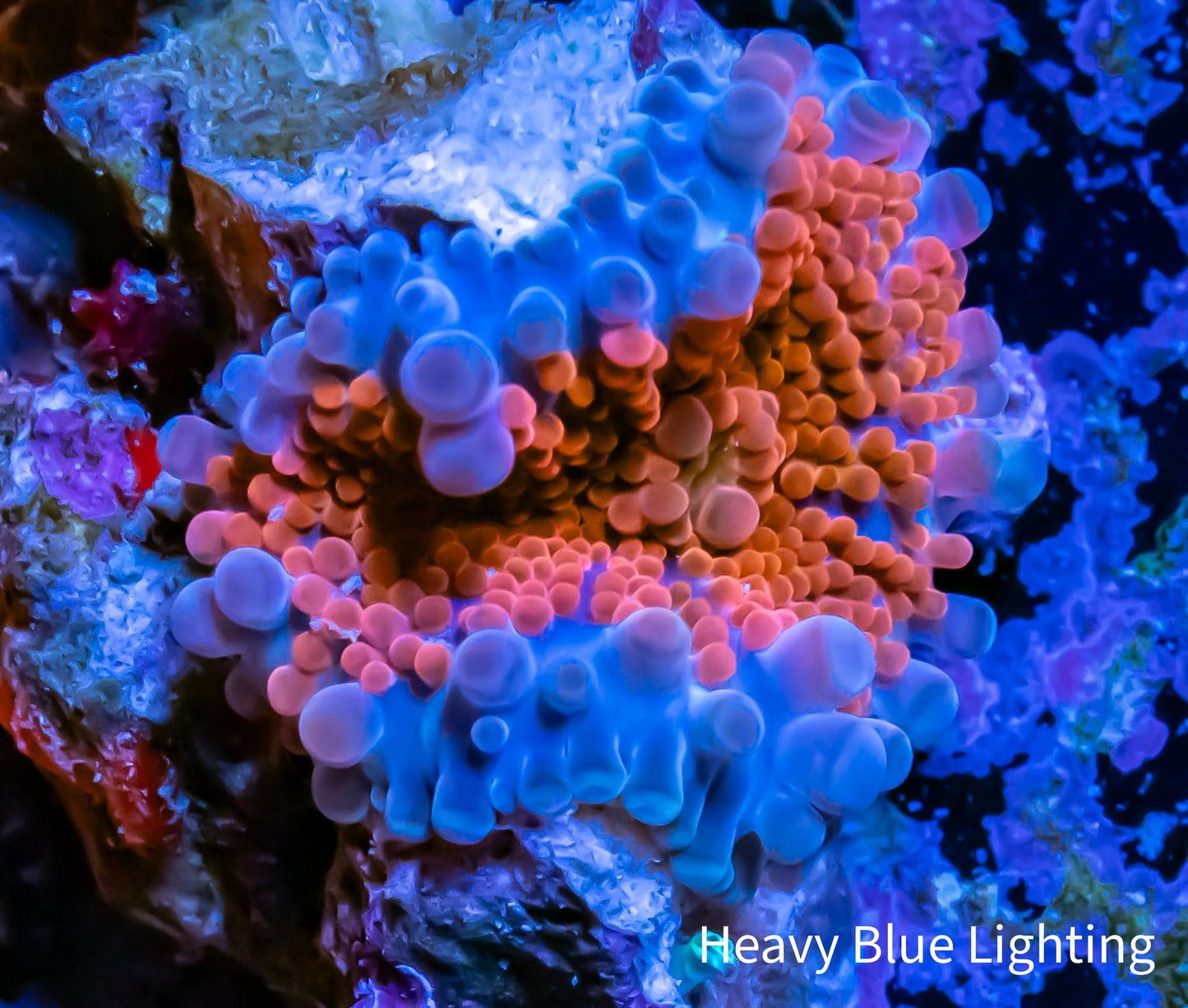 Soft Coral- Ultra Ricordea WYSIWYG 2cm Soft Coral- Ultra Ricordea WYSIWYG 2cm Soft Coral Soft Coral- Ultra Ricordea WYSIWYG 2cm Zeo Box Reef