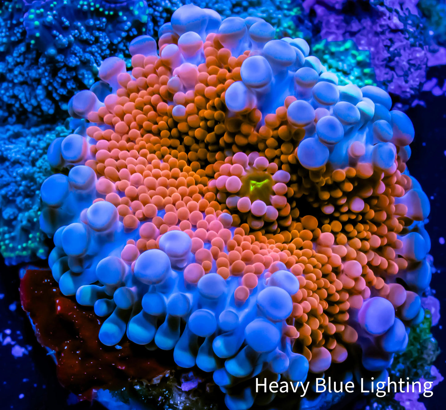 Soft Coral- Ultra Ricordea WYSIWYG 3cm Soft Coral- Ultra Ricordea WYSIWYG 3cm Soft Coral Soft Coral- Ultra Ricordea WYSIWYG 3cm Zeo Box Reef
