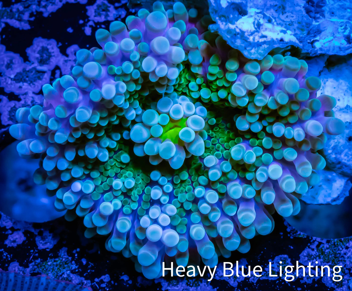 Soft Coral- Ultra Ricordea WYSIWYG 3cm Soft Coral- Ultra Ricordea WYSIWYG 3cm Soft Coral Soft Coral- Ultra Ricordea WYSIWYG 3cm Zeo Box Reef