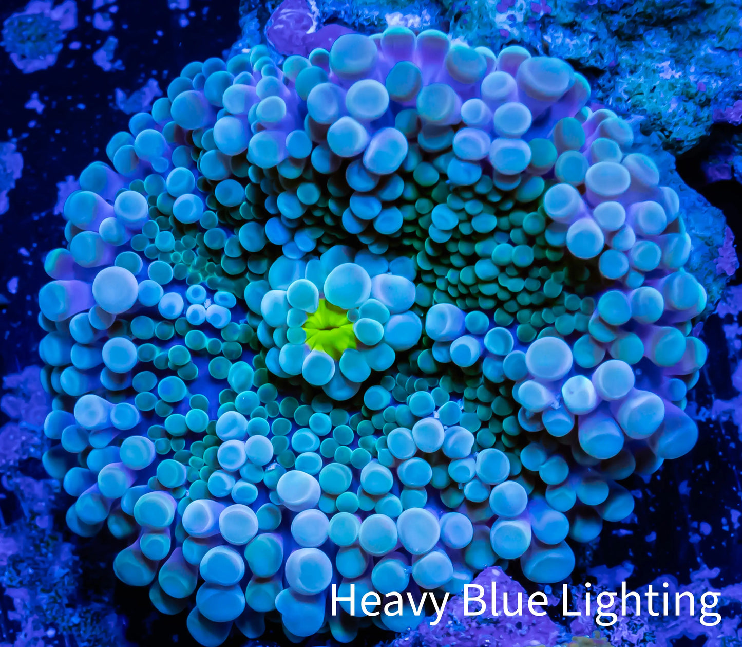 Soft Coral- Ultra Ricordea WYSIWYG 3cm Soft Coral- Ultra Ricordea WYSIWYG 3cm Soft Coral Soft Coral- Ultra Ricordea WYSIWYG 3cm Zeo Box Reef