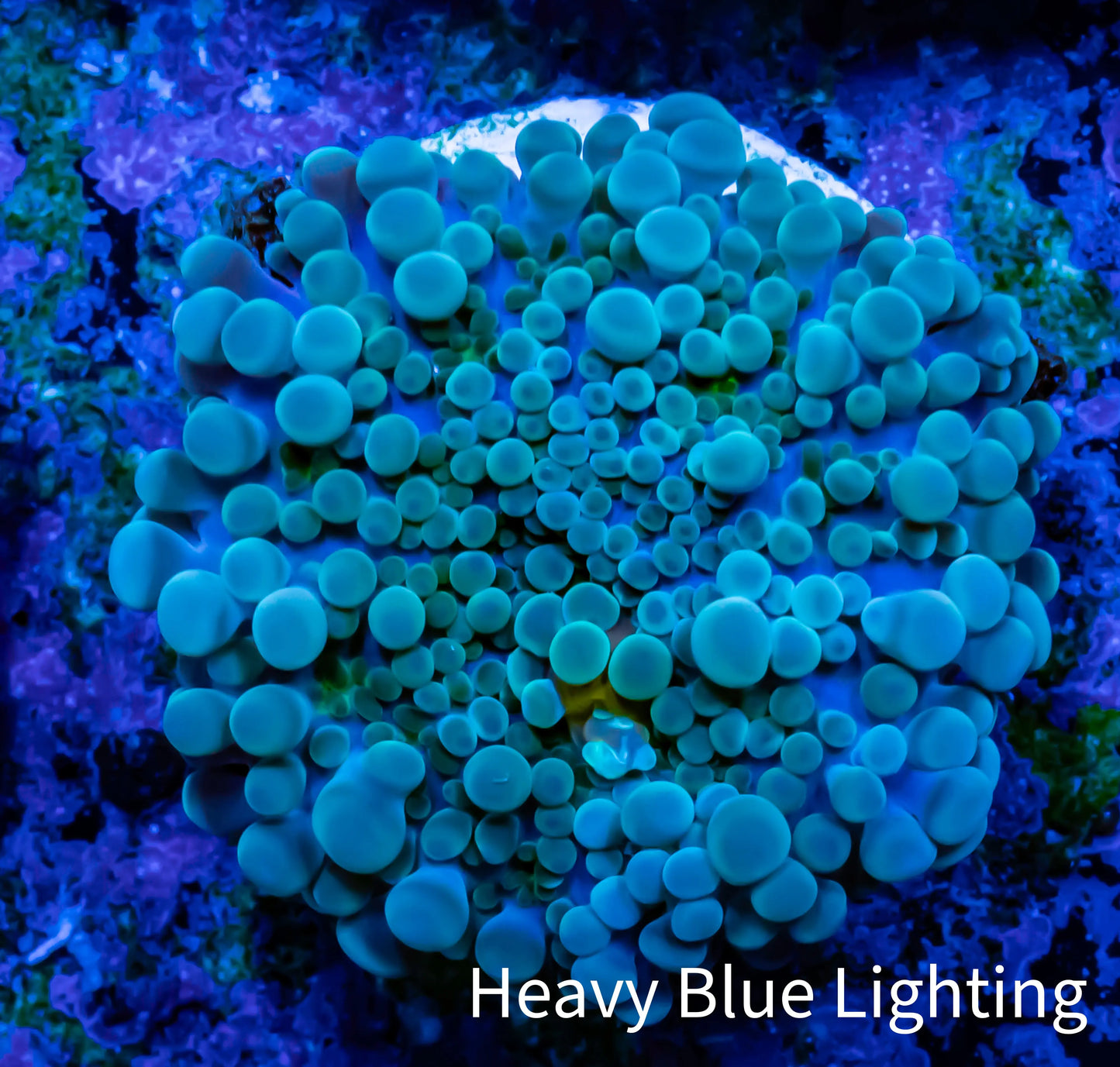 Soft Coral- Ultra Ricordea WYSIWYG 3cm Soft Coral- Ultra Ricordea WYSIWYG 3cm Soft Coral Soft Coral- Ultra Ricordea WYSIWYG 3cm Zeo Box Reef
