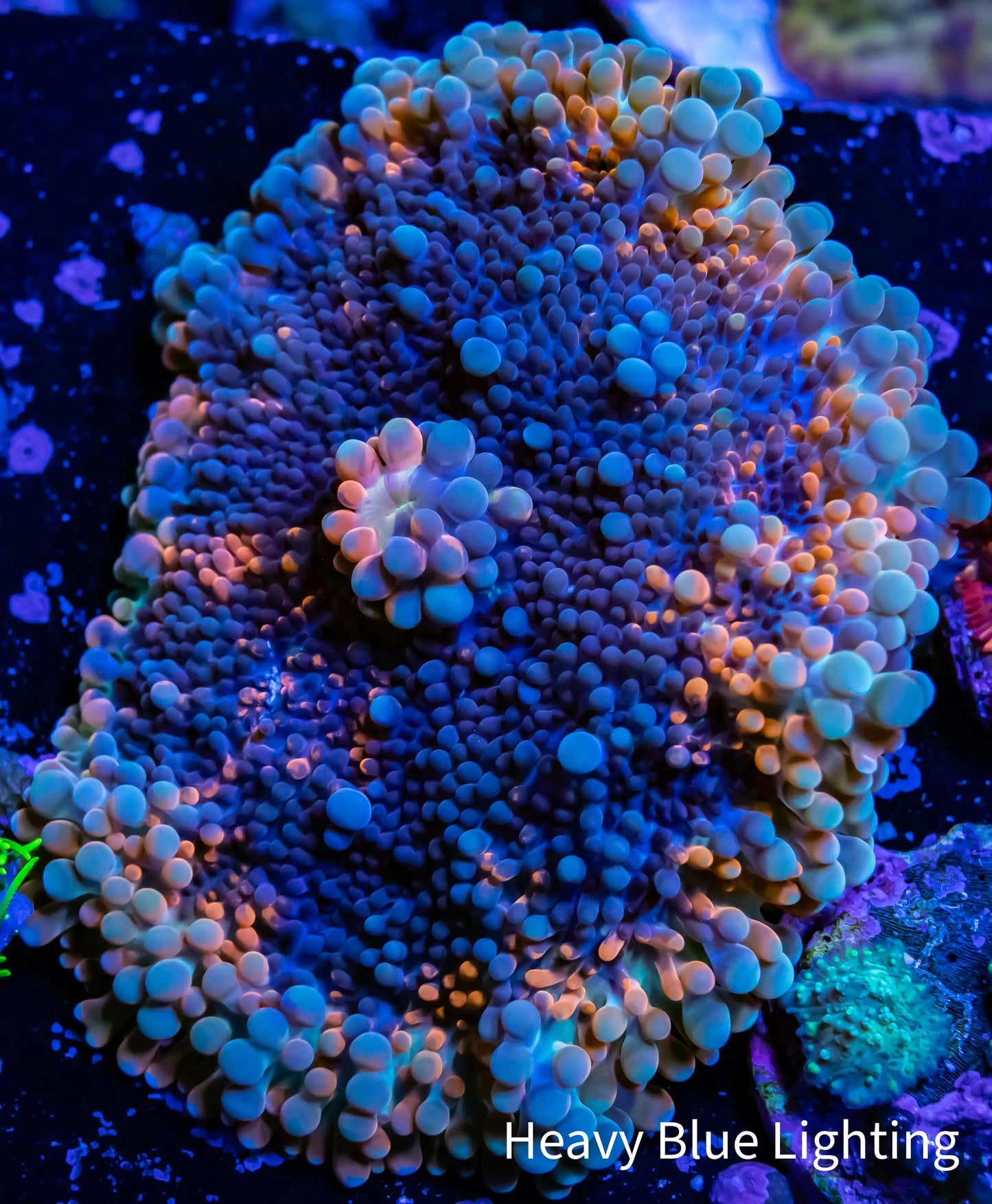 Soft Coral- Ultra Ricordea WYSIWYG 5cm Soft Coral- Ultra Ricordea WYSIWYG 5cm Soft Coral Soft Coral- Ultra Ricordea WYSIWYG 5cm Zeo Box Reef