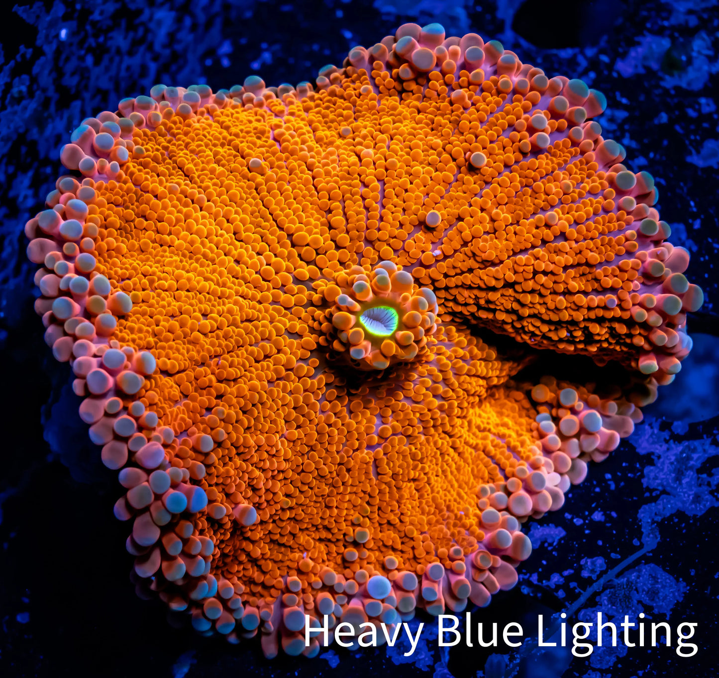 Soft Coral- Ultra Ricordea WYSIWYG 5cm Soft Coral- Ultra Ricordea WYSIWYG 5cm Soft Coral Soft Coral- Ultra Ricordea WYSIWYG 5cm Zeo Box Reef