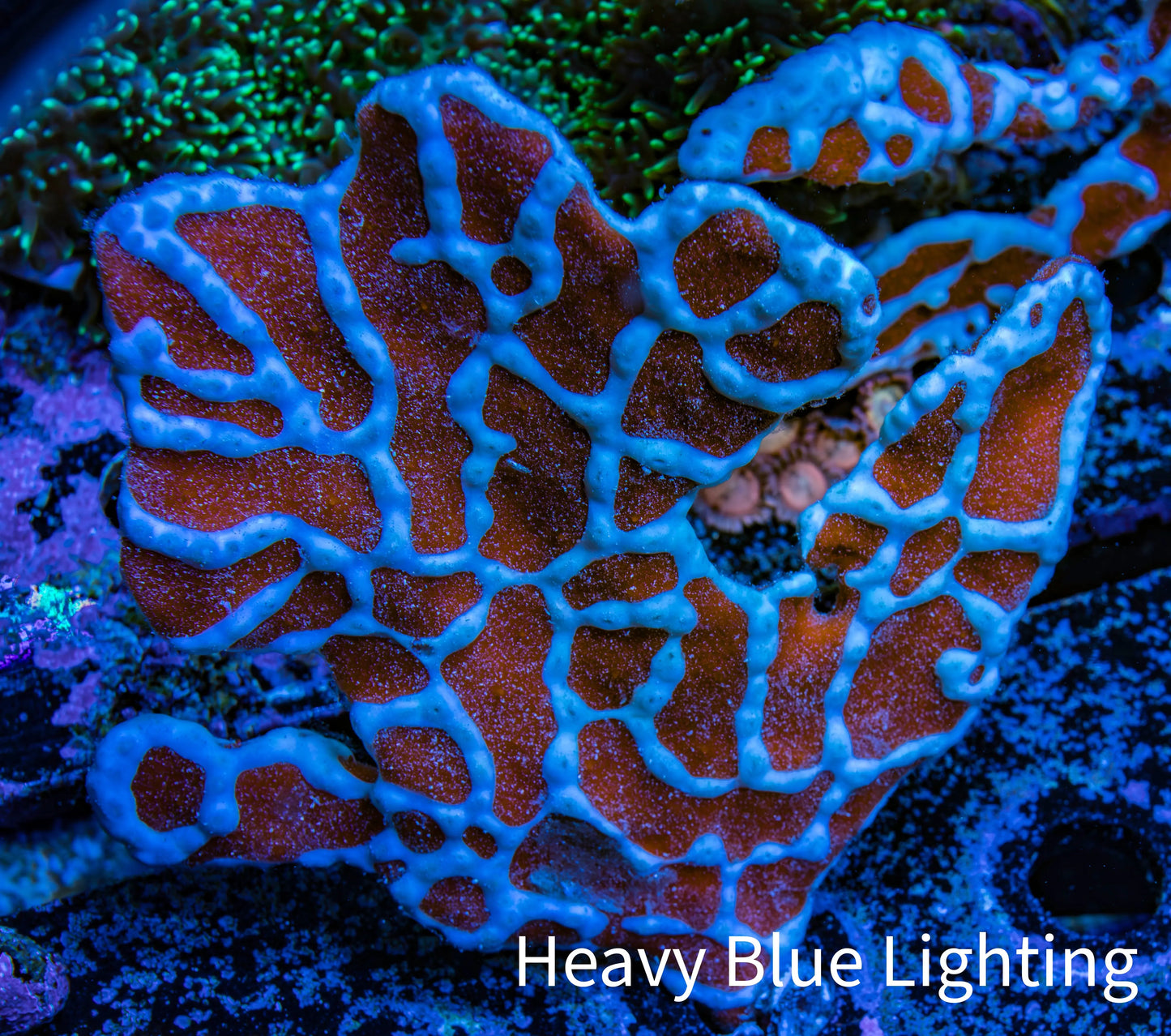 Spider Sponge 7cm WYSIWYG Spider Sponge 7cm WYSIWYG Soft Coral Spider Sponge 7cm WYSIWYG Zeo Box Reef