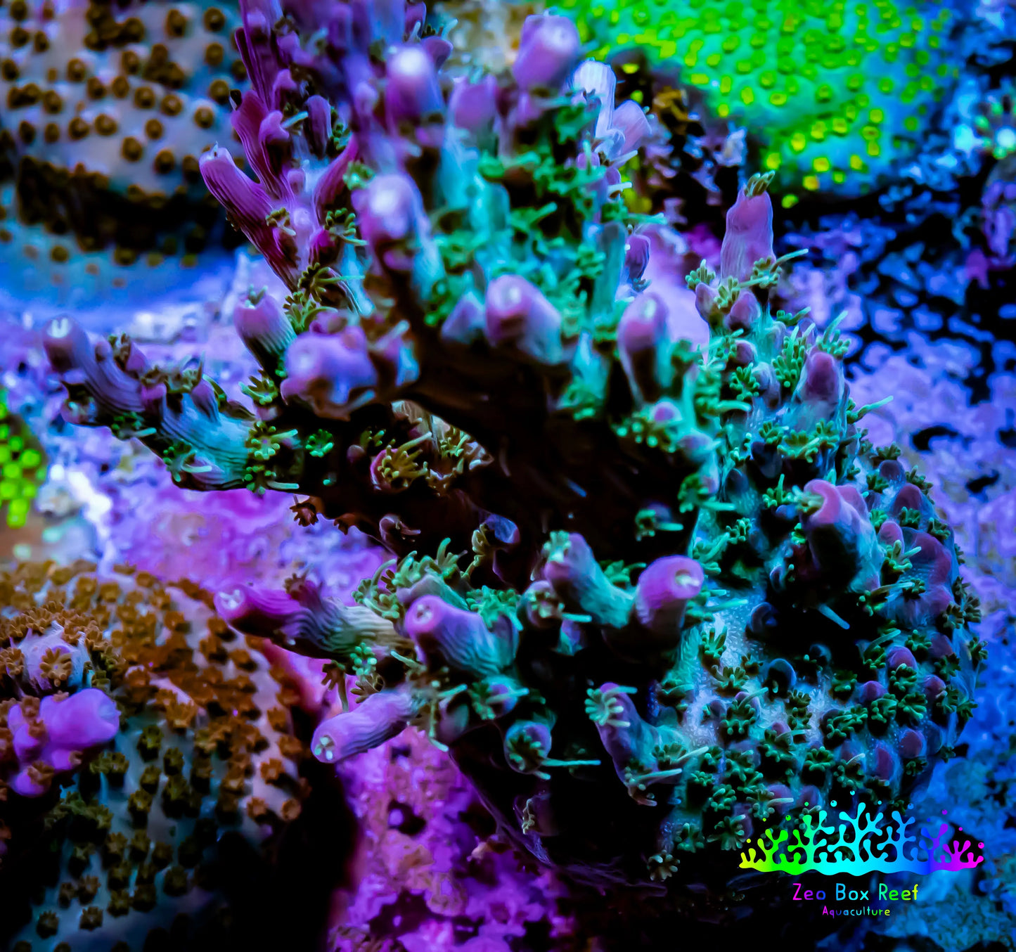 StarFire Acro Frag WYSIWYG StarFire Acro Frag WYSIWYG SPS StarFire Acro Frag WYSIWYG Zeo Box Reef