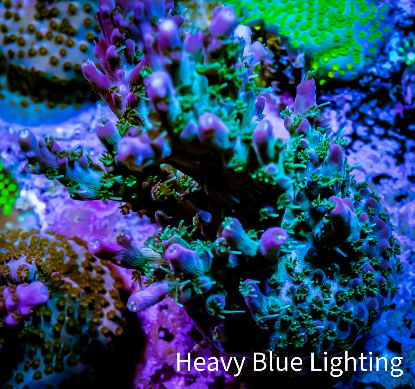 StarFire Acro Frag WYSIWYG StarFire Acro Frag WYSIWYG SPS StarFire Acro Frag WYSIWYG Zeo Box Reef