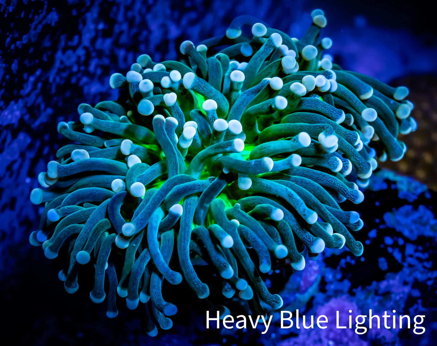 Starlight Torch Coral 6cm WYSIWYG A1R1B1 Starlight Torch Coral 6cm WYSIWYG A1R1B1 LPS Starlight Torch Coral 6cm WYSIWYG A1R1B1 Zeo Box Reef