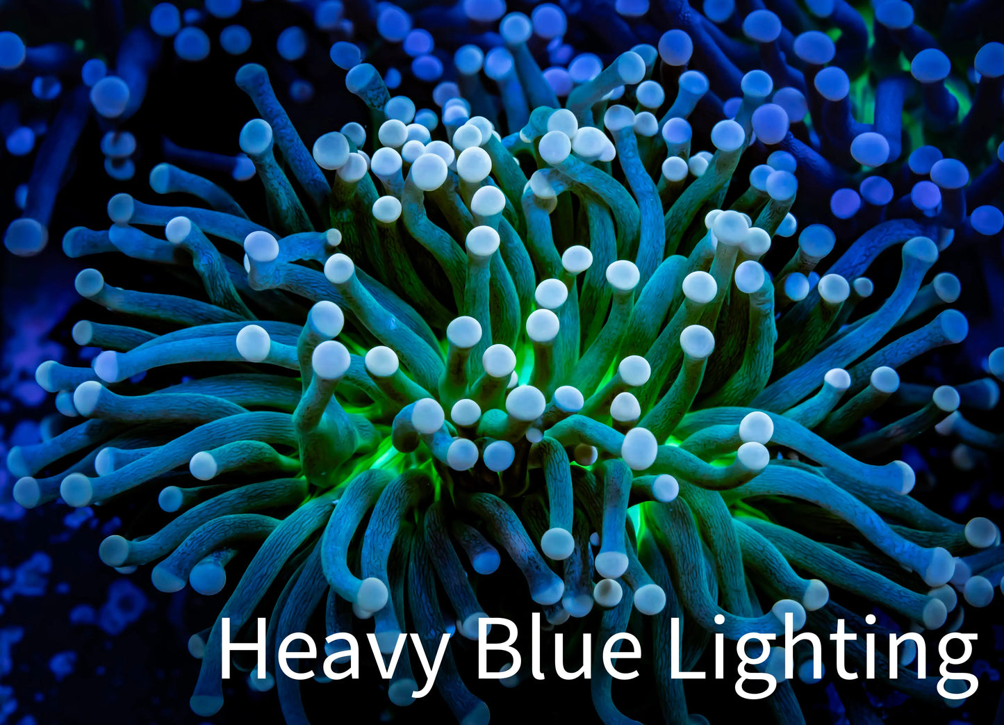 Starlight Torch Coral 8cm WYSIWYG A3R2B1 Starlight Torch Coral 8cm WYSIWYG A3R2B1 LPS Starlight Torch Coral 8cm WYSIWYG A3R2B1 Zeo Box Reef