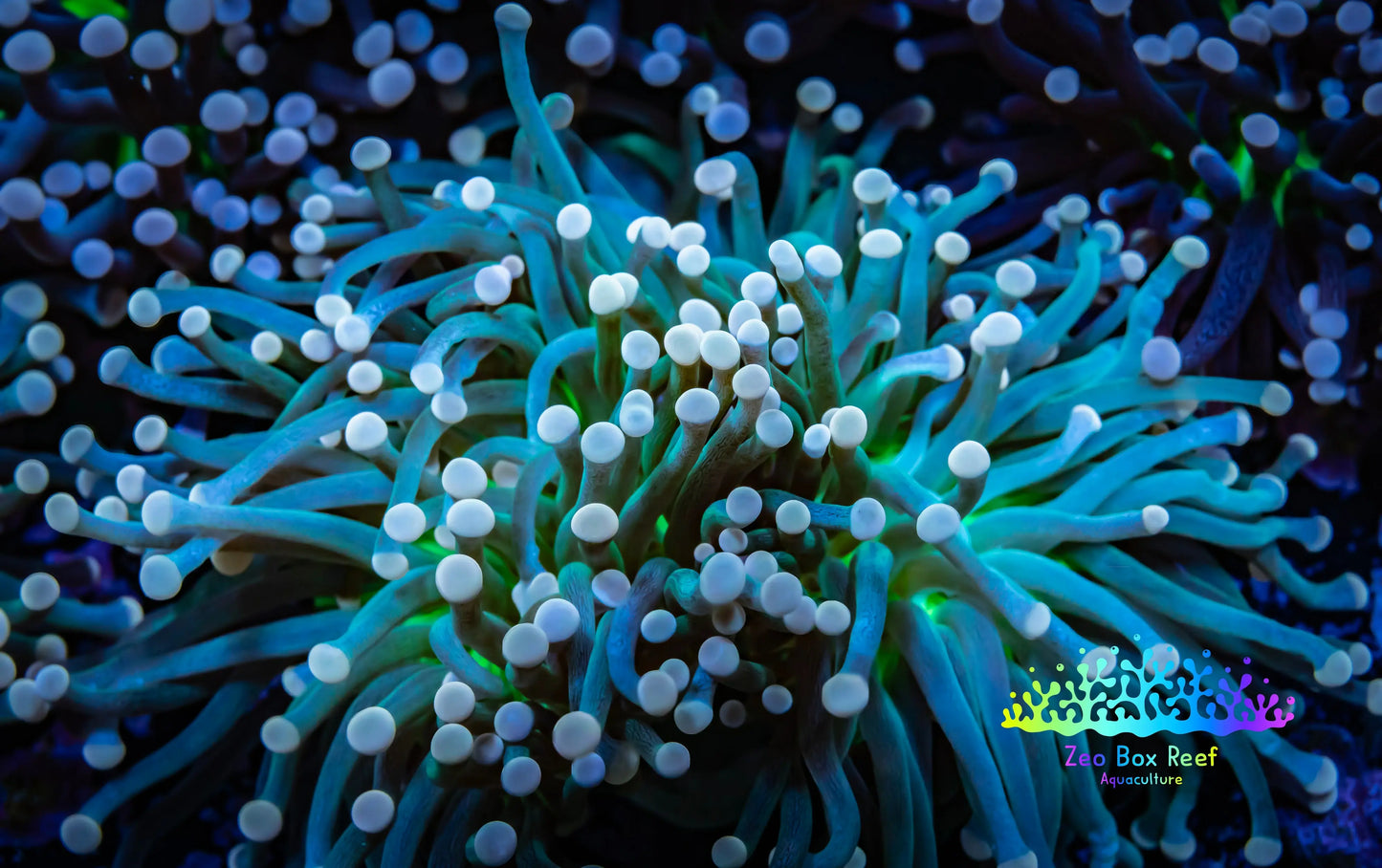 Starlight Torch Coral 9cm WYSIWYG A2 R2B1 Starlight Torch Coral 9cm WYSIWYG A2 R2B1 LPS Starlight Torch Coral 9cm WYSIWYG A2 R2B1 Zeo Box Reef
