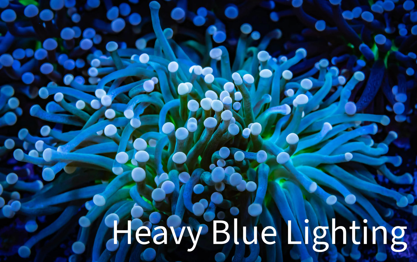 Starlight Torch Coral 9cm WYSIWYG A2 R2B1 Starlight Torch Coral 9cm WYSIWYG A2 R2B1 LPS Starlight Torch Coral 9cm WYSIWYG A2 R2B1 Zeo Box Reef