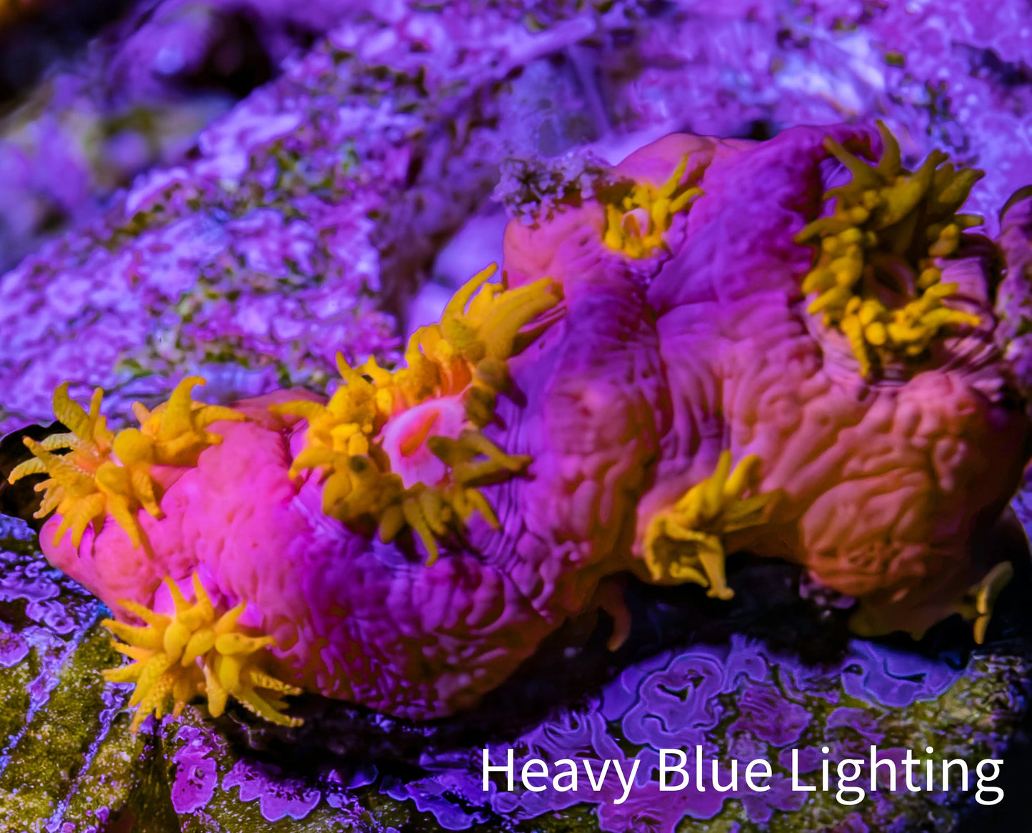 Sun Coral Frag Sun Coral Frag LPS Coral Sun Coral Frag Zeo Box Reef