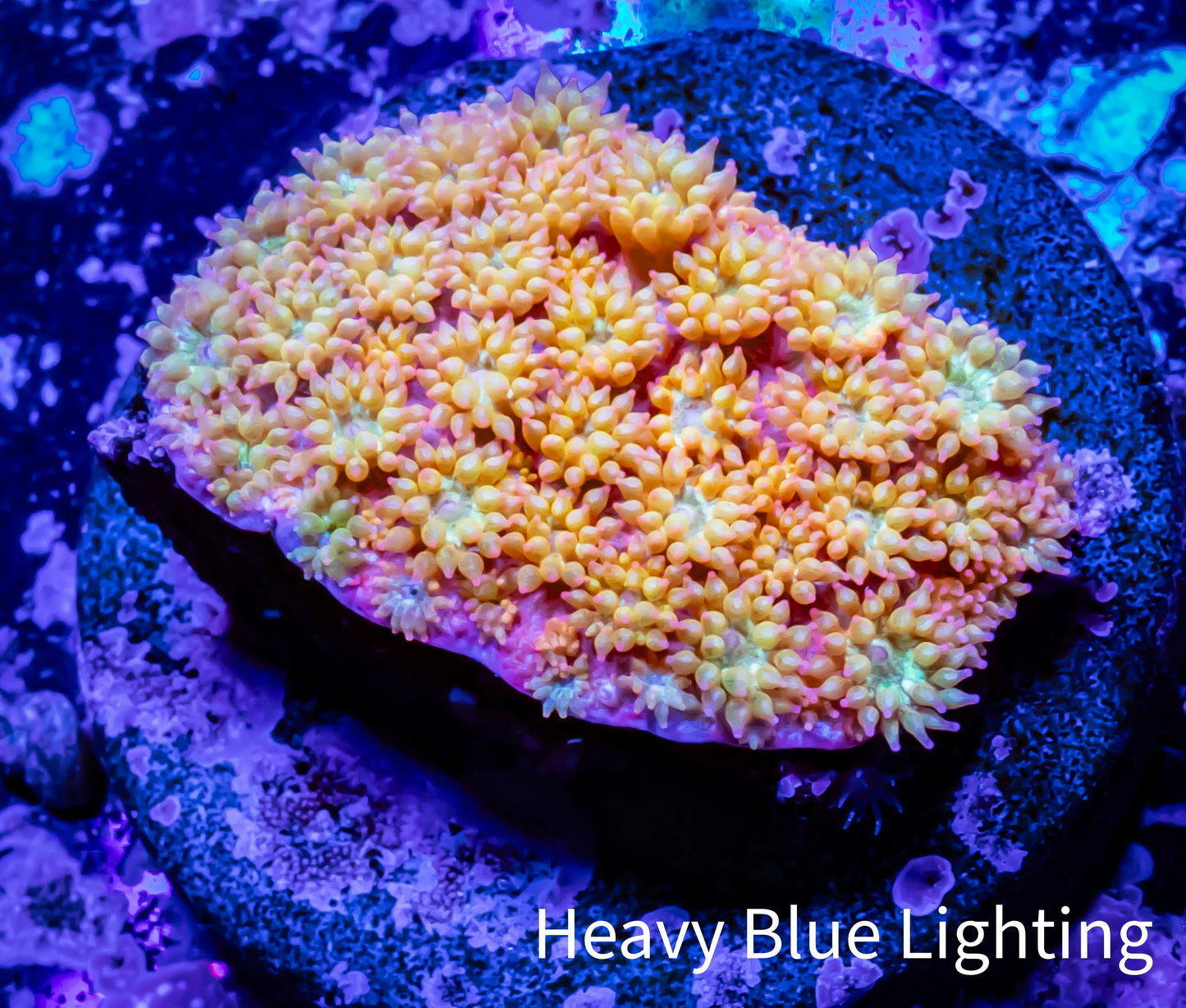 Sunset ☀️ Bernardpora Coral - Freg WYSIWYG A1R2B1 Sunset ☀️ Bernardpora Coral - Freg WYSIWYG A1R2B1 Animals & Pet Supplies Sunset ☀️ Bernardpora Coral - Freg WYSIWYG A1R2B1 Zeo Box Reef