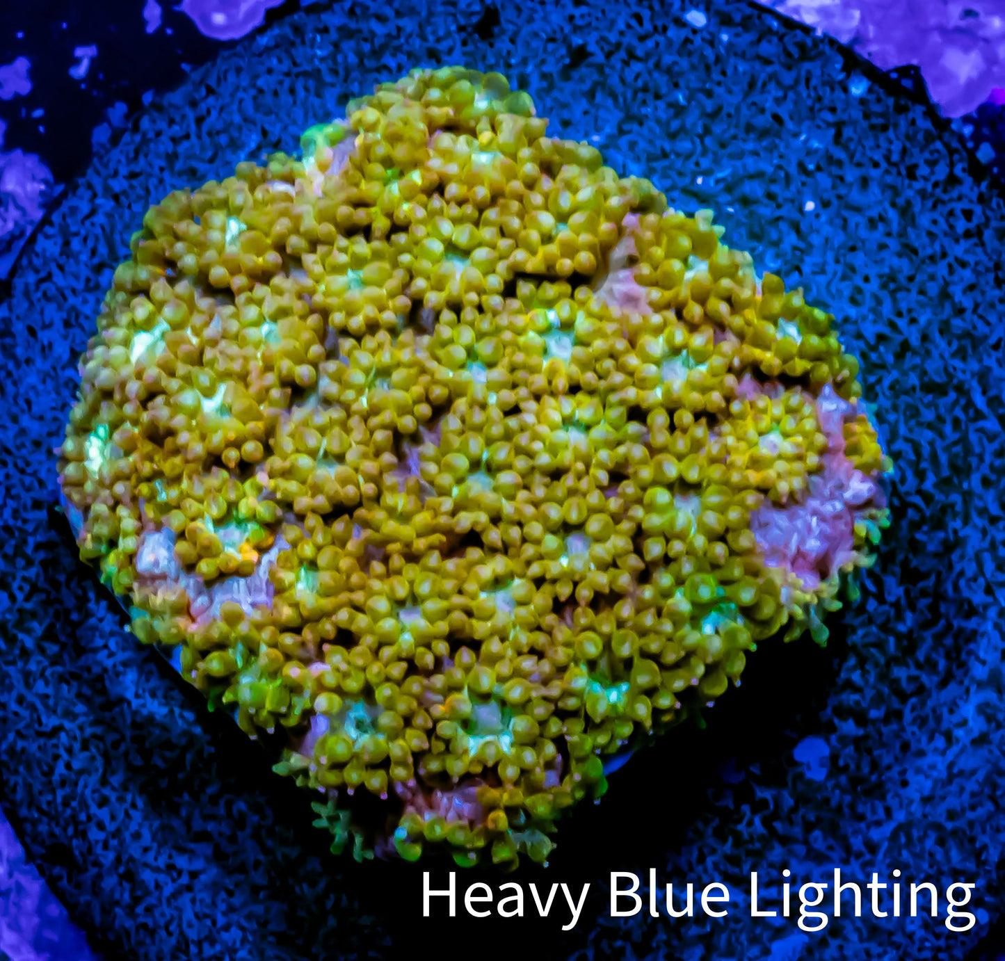 Sunset ☀️ Bernardpora Coral - Freg WYSIWYG B1R2B1 Sunset ☀️ Bernardpora Coral - Freg WYSIWYG B1R2B1 Animals & Pet Supplies Sunset ☀️ Bernardpora Coral - Freg WYSIWYG B1R2B1 Zeo Box Reef