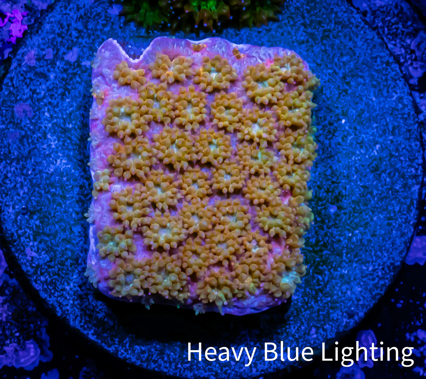 Sunset ☀️ Bernardpora Coral - Freg WYSIWYG B2R2B1 Sunset ☀️ Bernardpora Coral - Freg WYSIWYG B2R2B1 Animals & Pet Supplies Sunset ☀️ Bernardpora Coral - Freg WYSIWYG B2R2B1 Zeo Box Reef