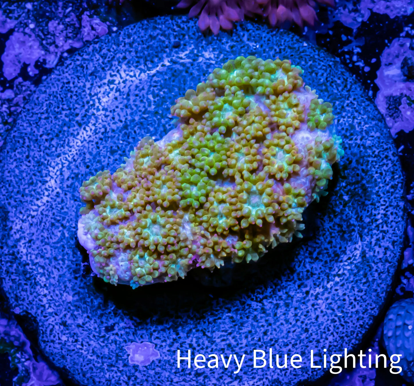 Sunset ☀️ Bernardpora Coral - Freg WYSIWYG Sunset ☀️ Bernardpora Coral - Freg WYSIWYG Animals & Pet Supplies Sunset ☀️ Bernardpora Coral - Freg WYSIWYG Zeo Box Reef