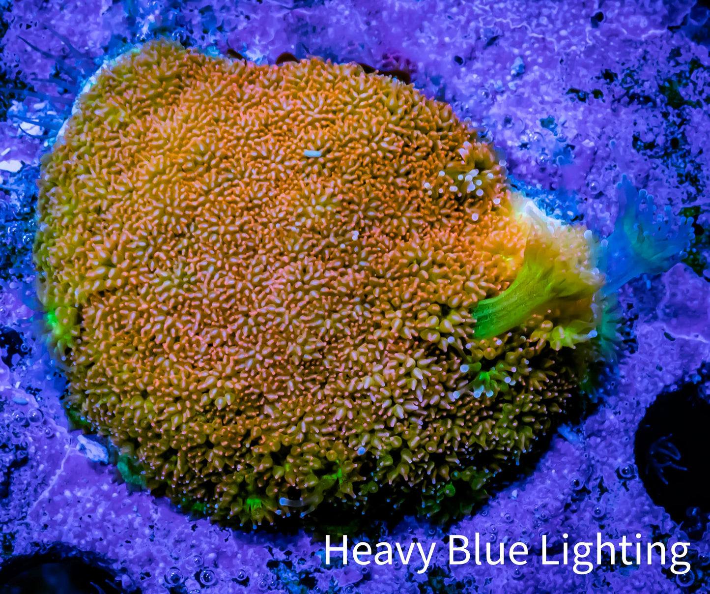 Sunset ☀️ Bernardpora Coral - Freg WYSIWYG Sunset ☀️ Bernardpora Coral - Freg WYSIWYG Animals & Pet Supplies Sunset ☀️ Bernardpora Coral - Freg WYSIWYG Zeo Box Reef
