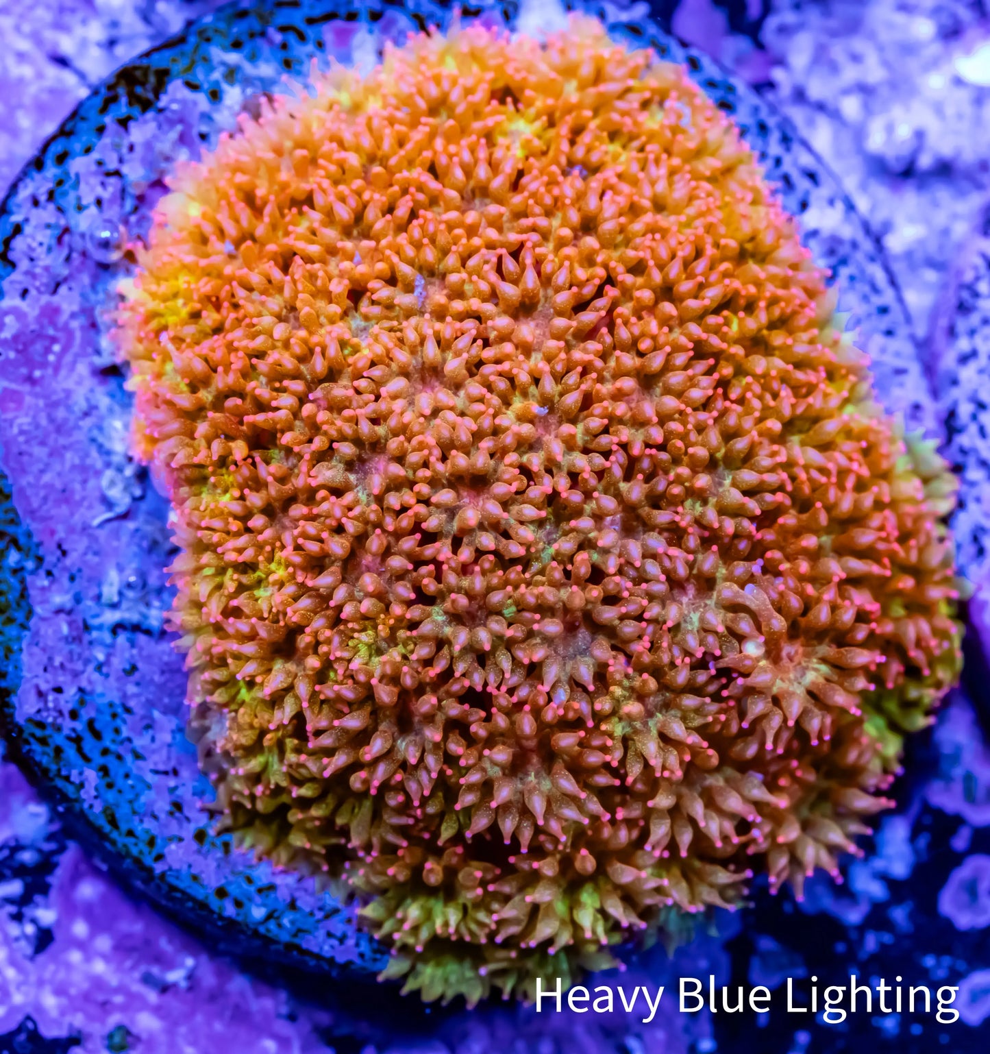 Sunset ☀️ Bernardpora Coral - Freg Sunset ☀️ Bernardpora Coral - Freg Animals & Pet Supplies Sunset ☀️ Bernardpora Coral - Freg Zeo Box Reef