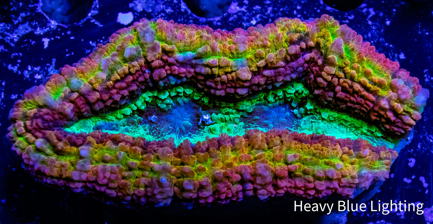 Symphyllia - Rainbow 🌈 WYSIWYG 8cm Symphyllia - Rainbow 🌈 WYSIWYG 8cm LPS Symphyllia - Rainbow 🌈 WYSIWYG 8cm Zeo Box Reef