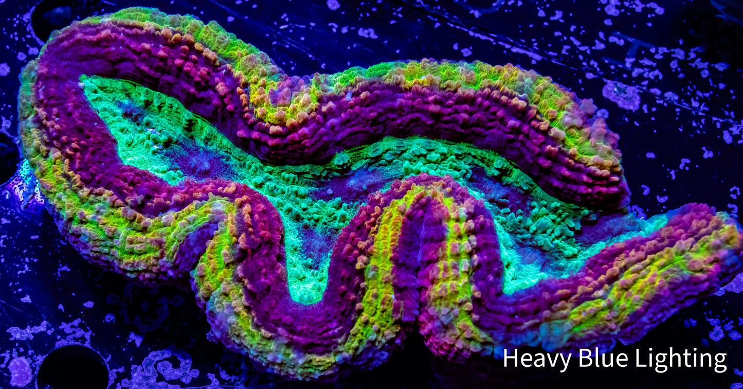 Symphyllia - Rainbow 🌈 WYSIWYG 9cm Symphyllia - Rainbow 🌈 WYSIWYG 9cm LPS Symphyllia - Rainbow 🌈 WYSIWYG 9cm Zeo Box Reef