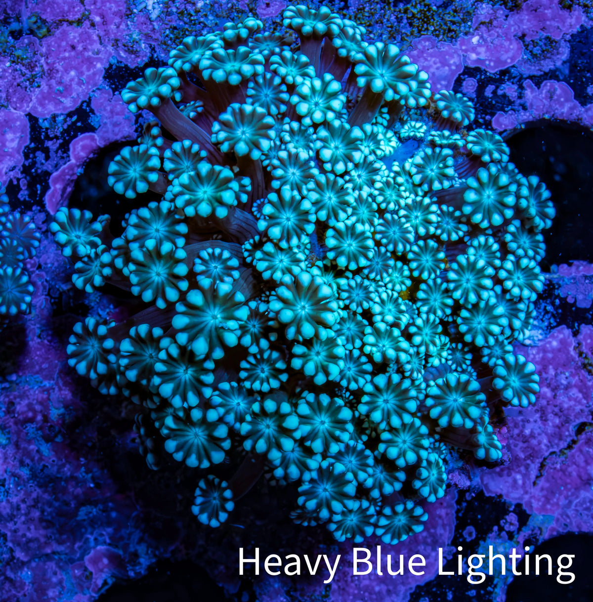 Teal Tip Alveopora Cluster Coral WYSIWYG 3cm Teal Tip Alveopora Cluster Coral WYSIWYG 3cm LPS Teal Tip Alveopora Cluster Coral WYSIWYG 3cm Zeo Box Reef