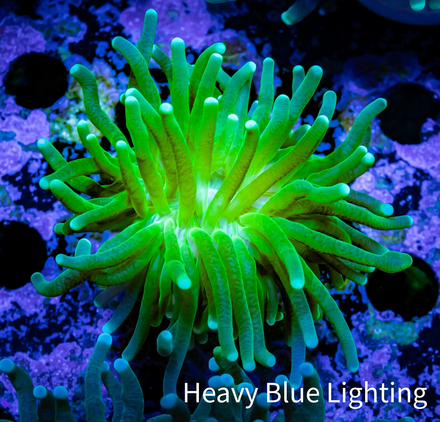 Torch Coral 4cm WYSIWYG B3R2B1 Torch Coral 4cm WYSIWYG B3R2B1 LPS Torch Coral 4cm WYSIWYG B3R2B1 Zeo Box Reef