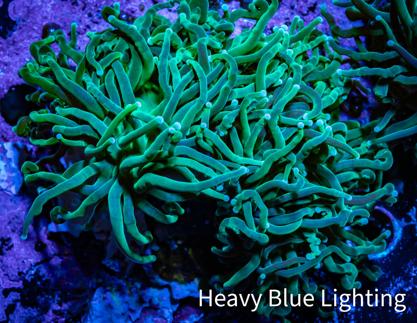 Torch Coral - 5cm WYSIWYG D1R1B1 Torch Coral - 5cm WYSIWYG D1R1B1 LPS Torch Coral - 5cm WYSIWYG D1R1B1 Zeo Box Reef